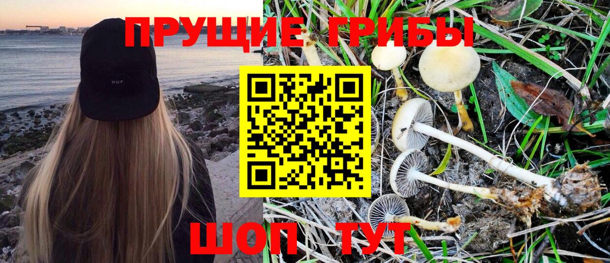 Псилоцибиновые грибы GOLDEN TEACHER  Вход с VPN  Галлюциногенные грибы Psilocybe  Кузнецк 